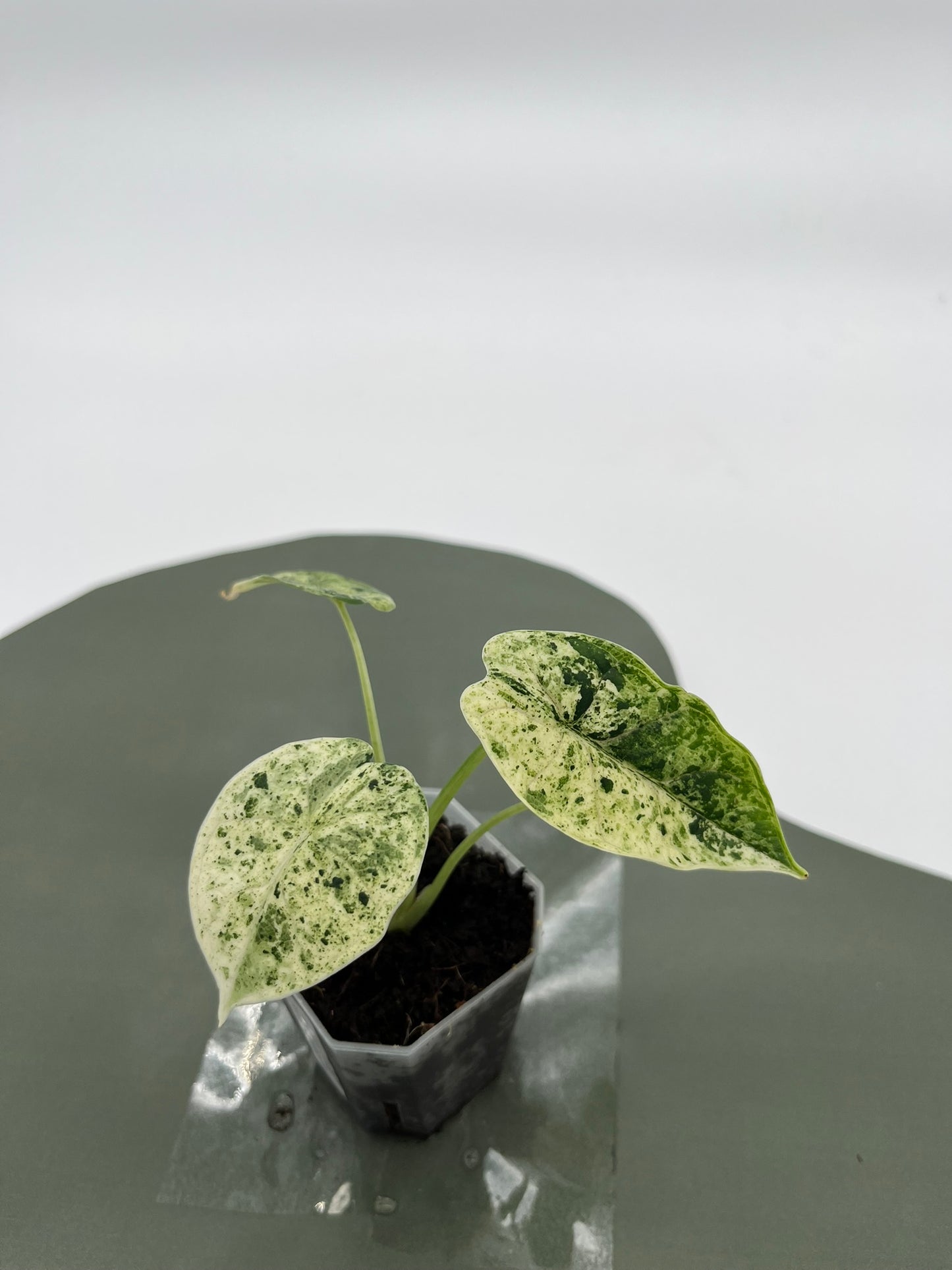 Alocasia Dragon Scale Mint Variegata