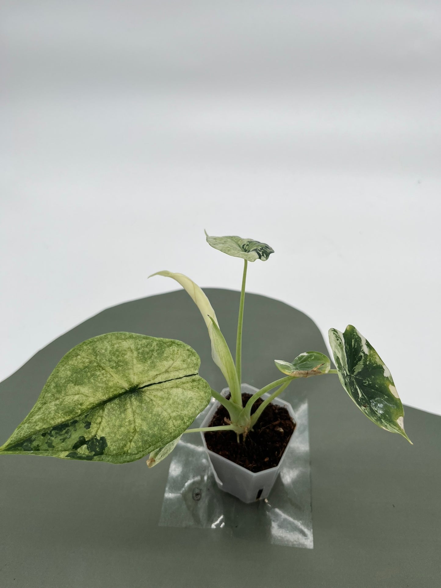 Alocasia Dragon Scale Variegata