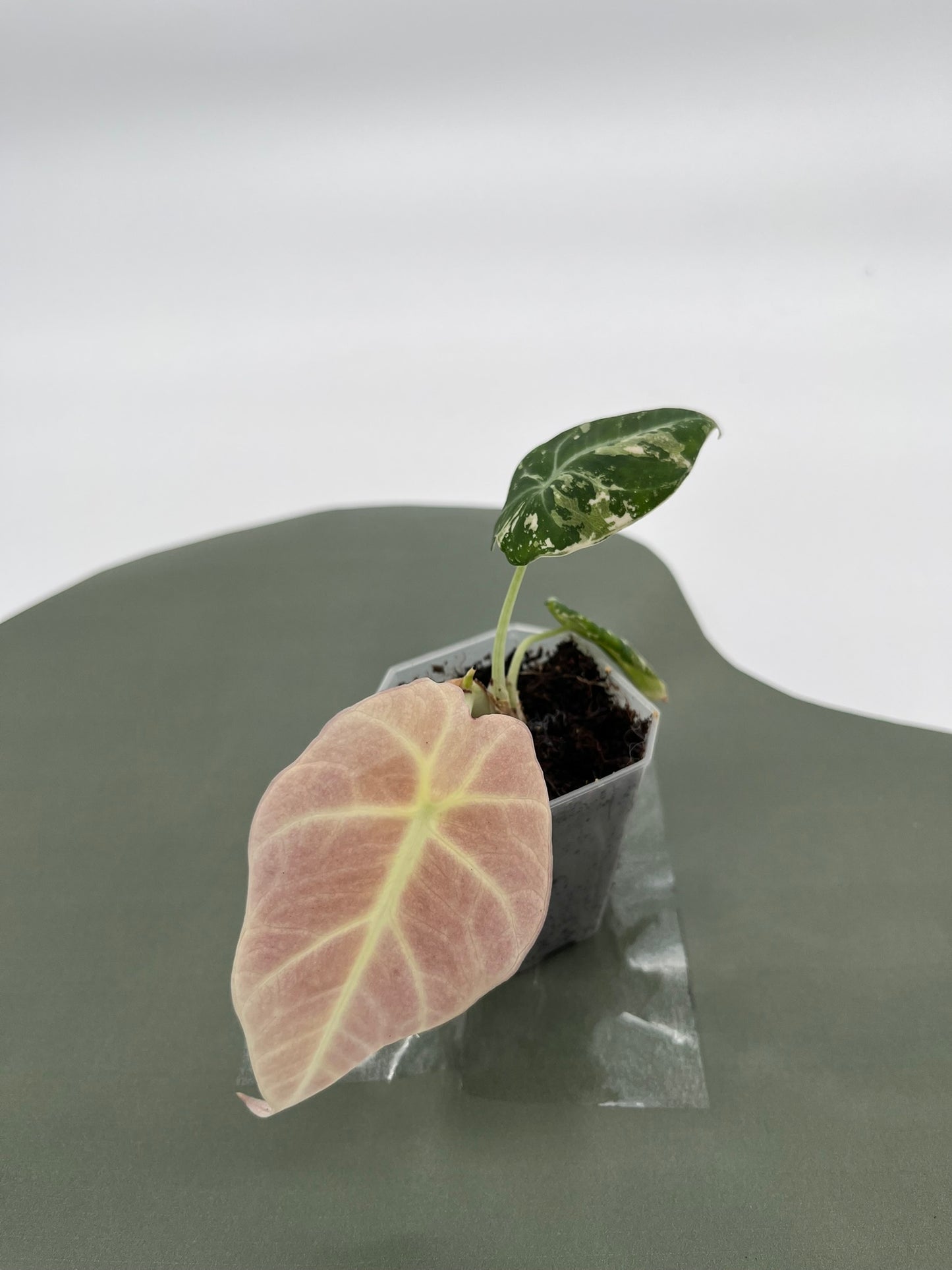 Alocasia Black Velvet Variegata