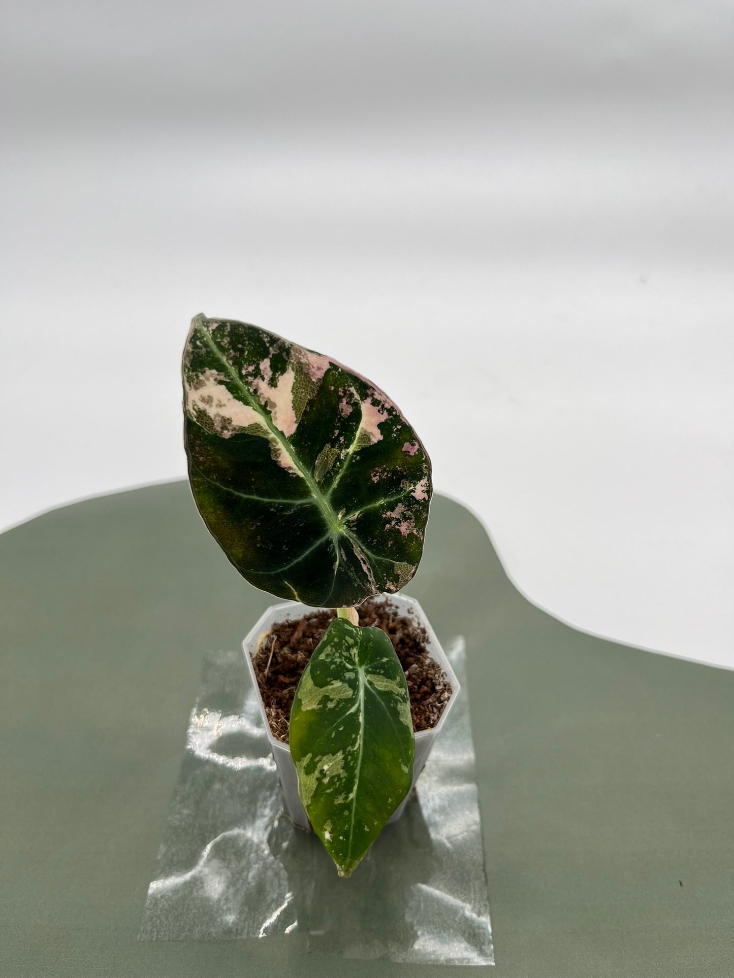 Alocasia Black Velvet Variegata