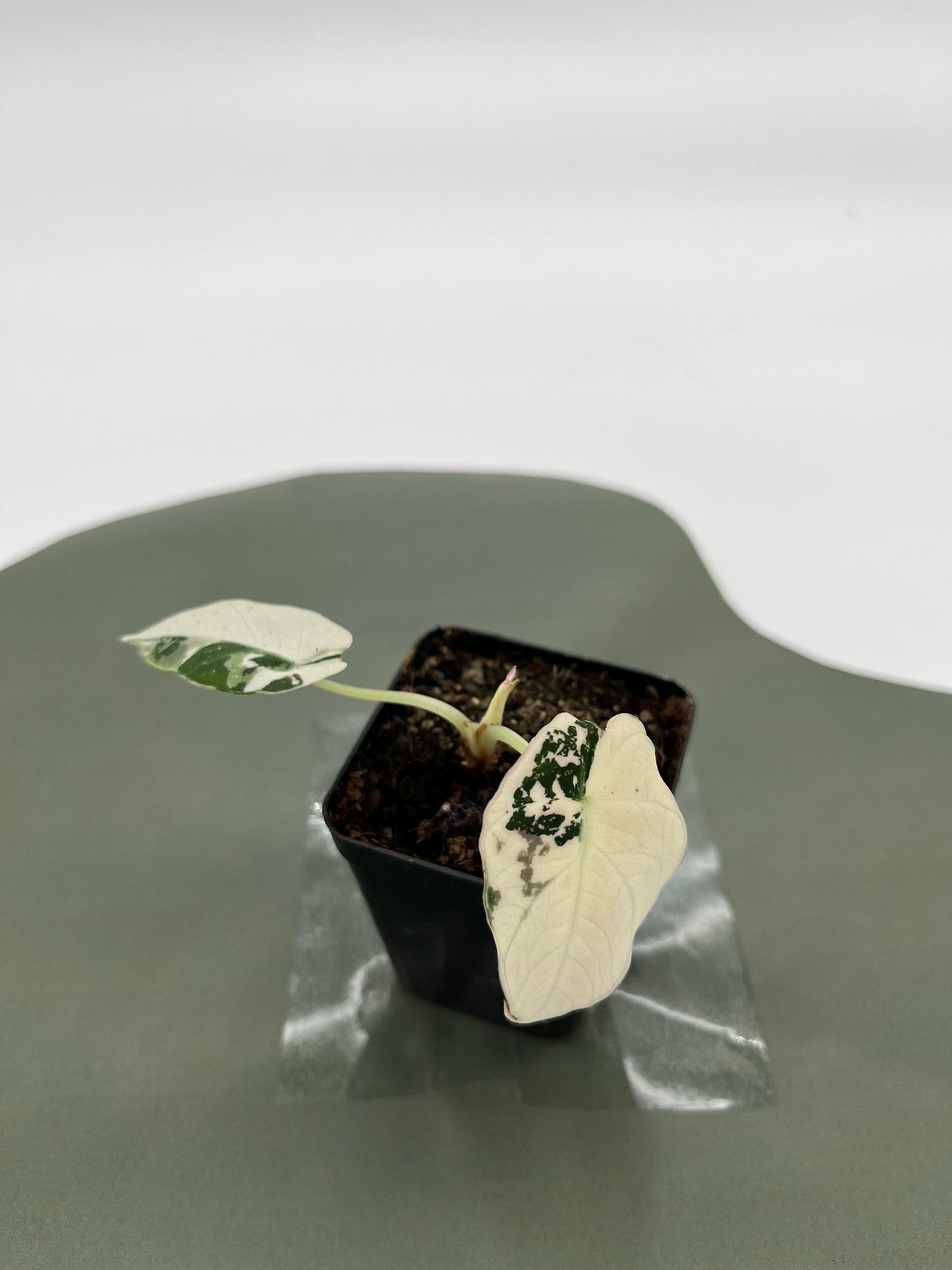Alocasia Black Velvet Variegata
