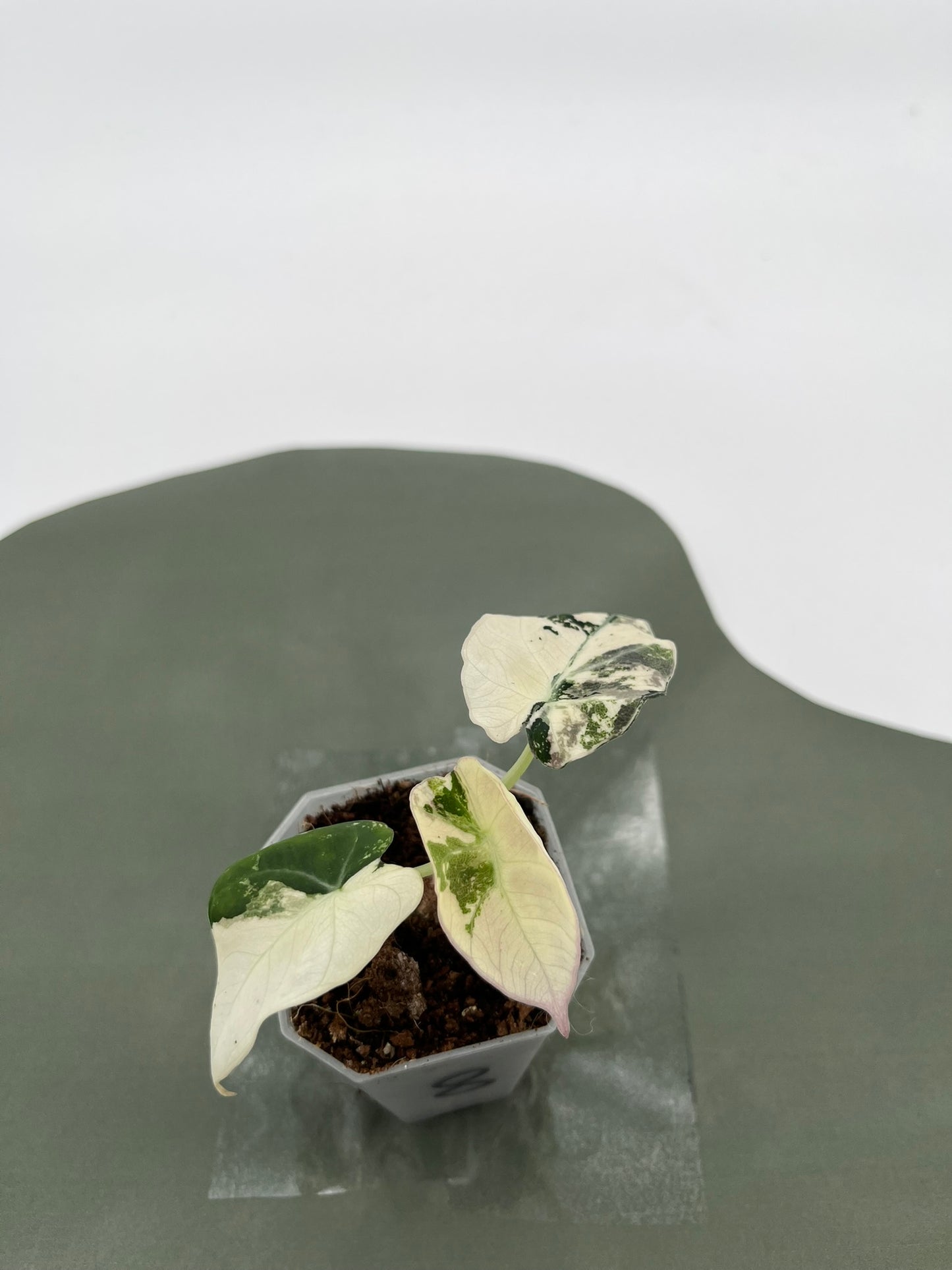 Alocasia Black Velvet Variegata