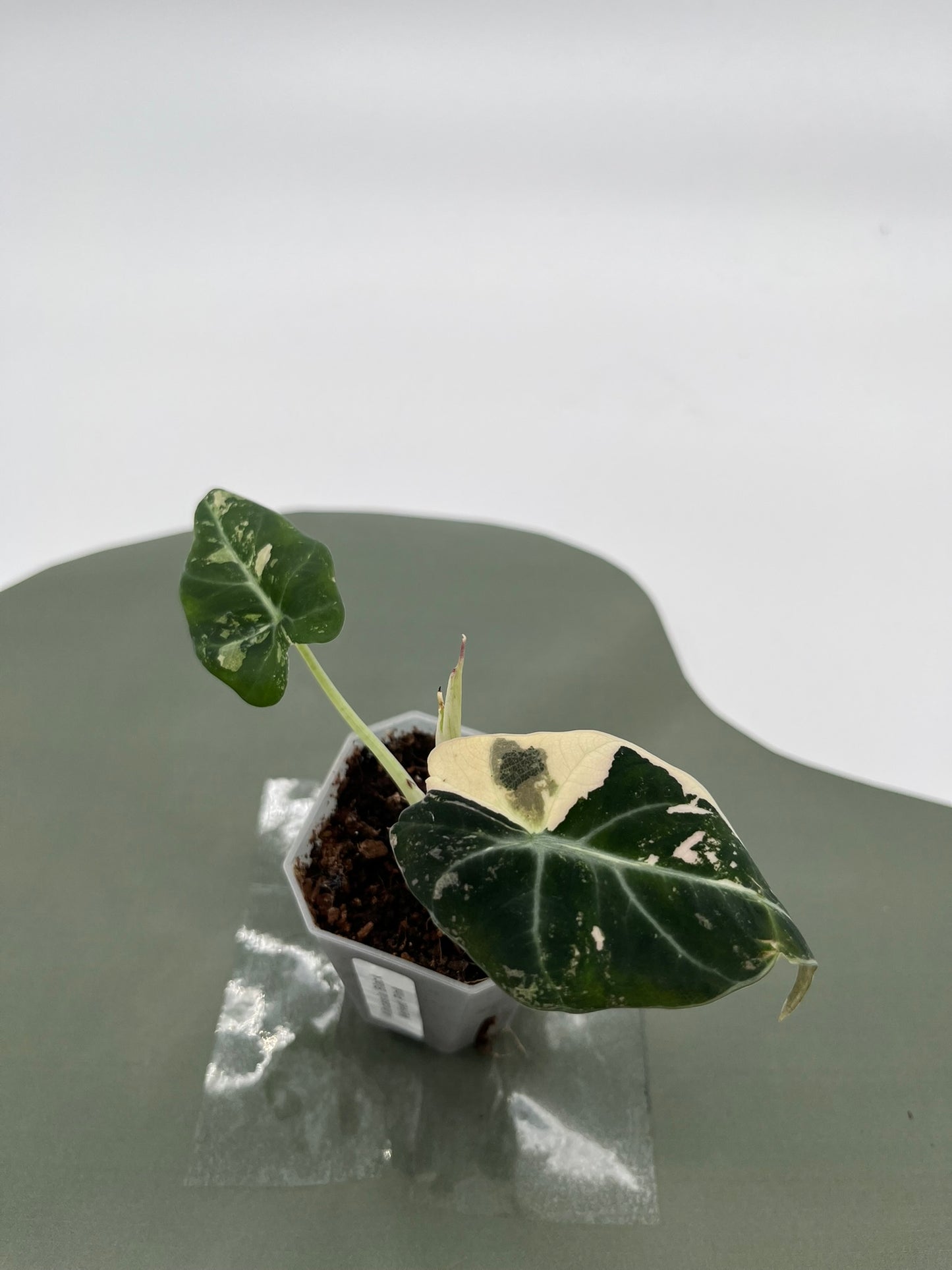 Alocasia Black Velvet Variegata