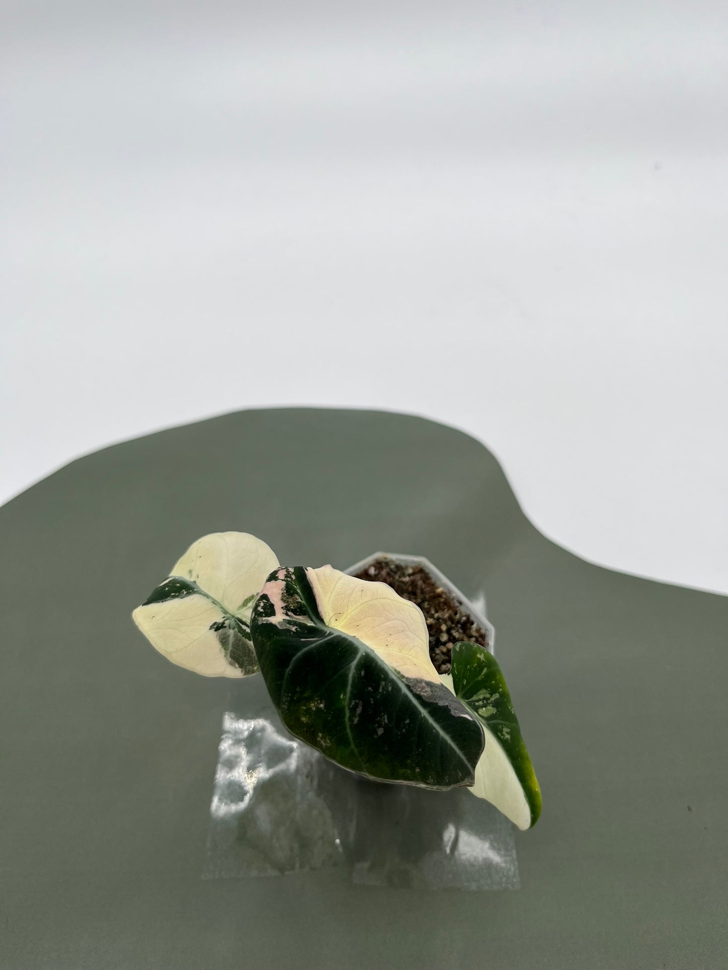 Alocasia Black Velvet Variegata