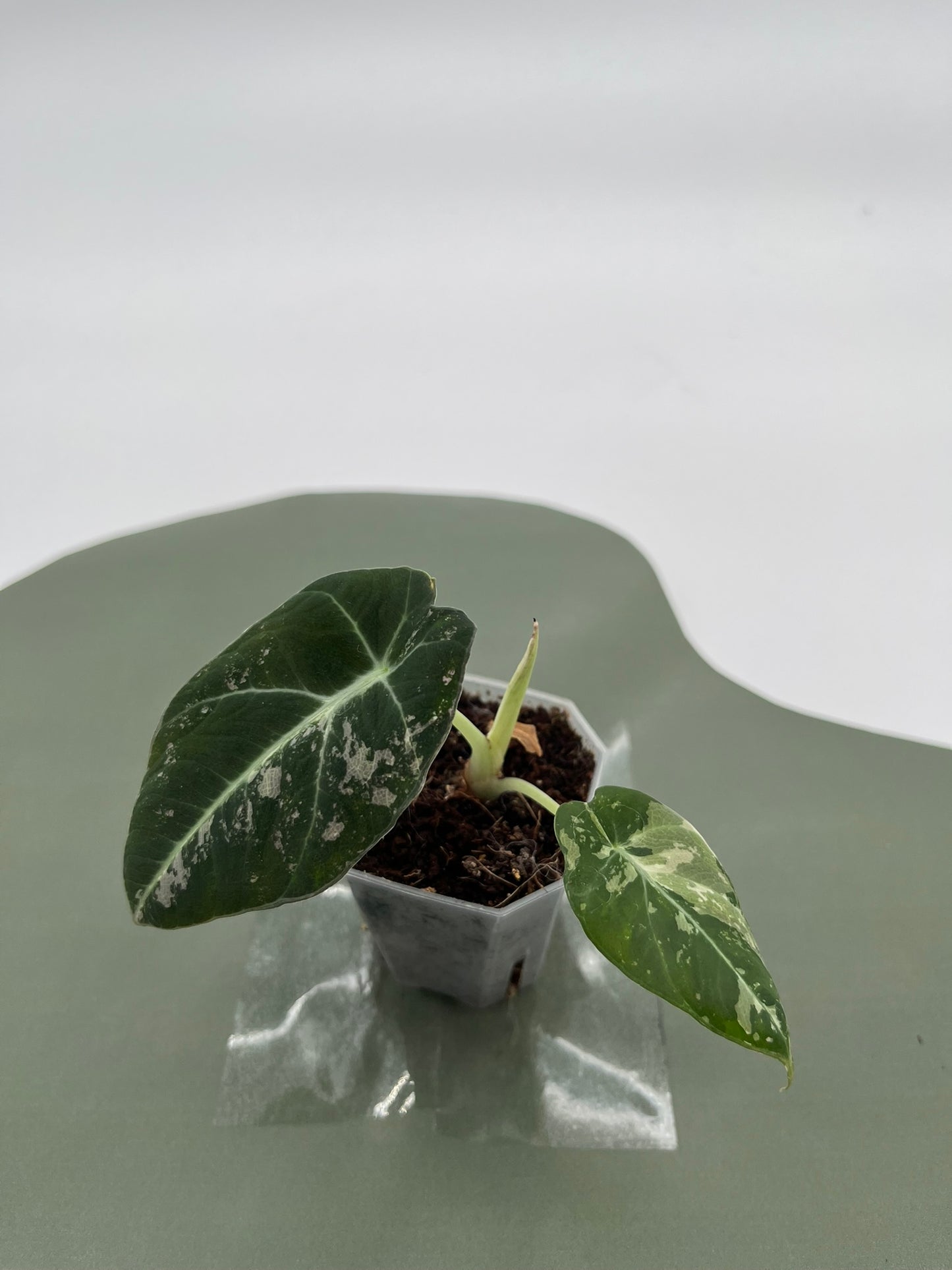 Alocasia Black Velvet Variegata