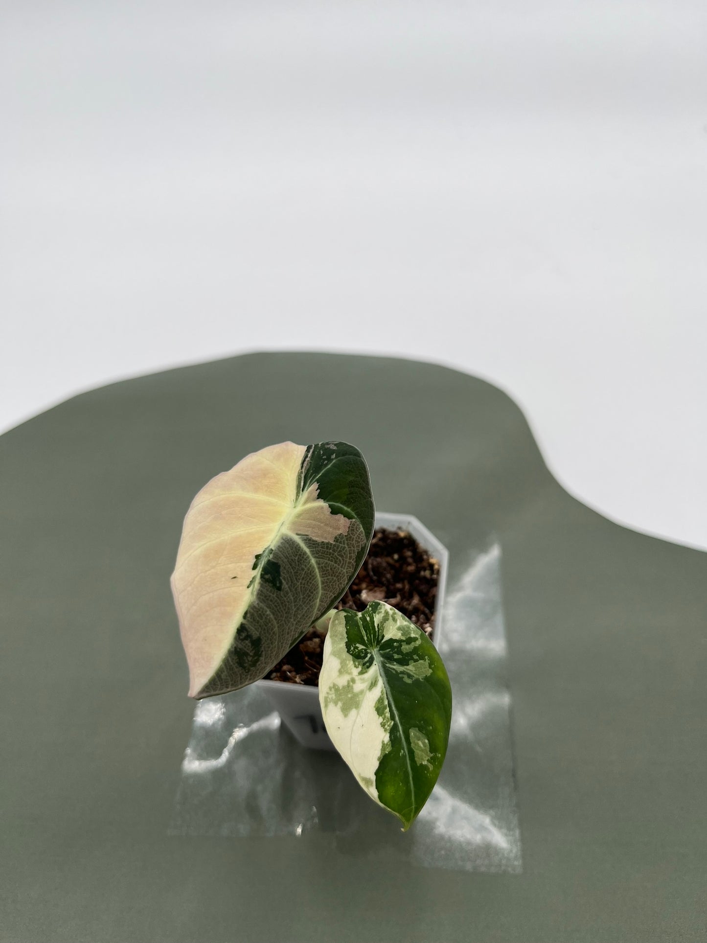 Alocasia Black Velvet Variegata
