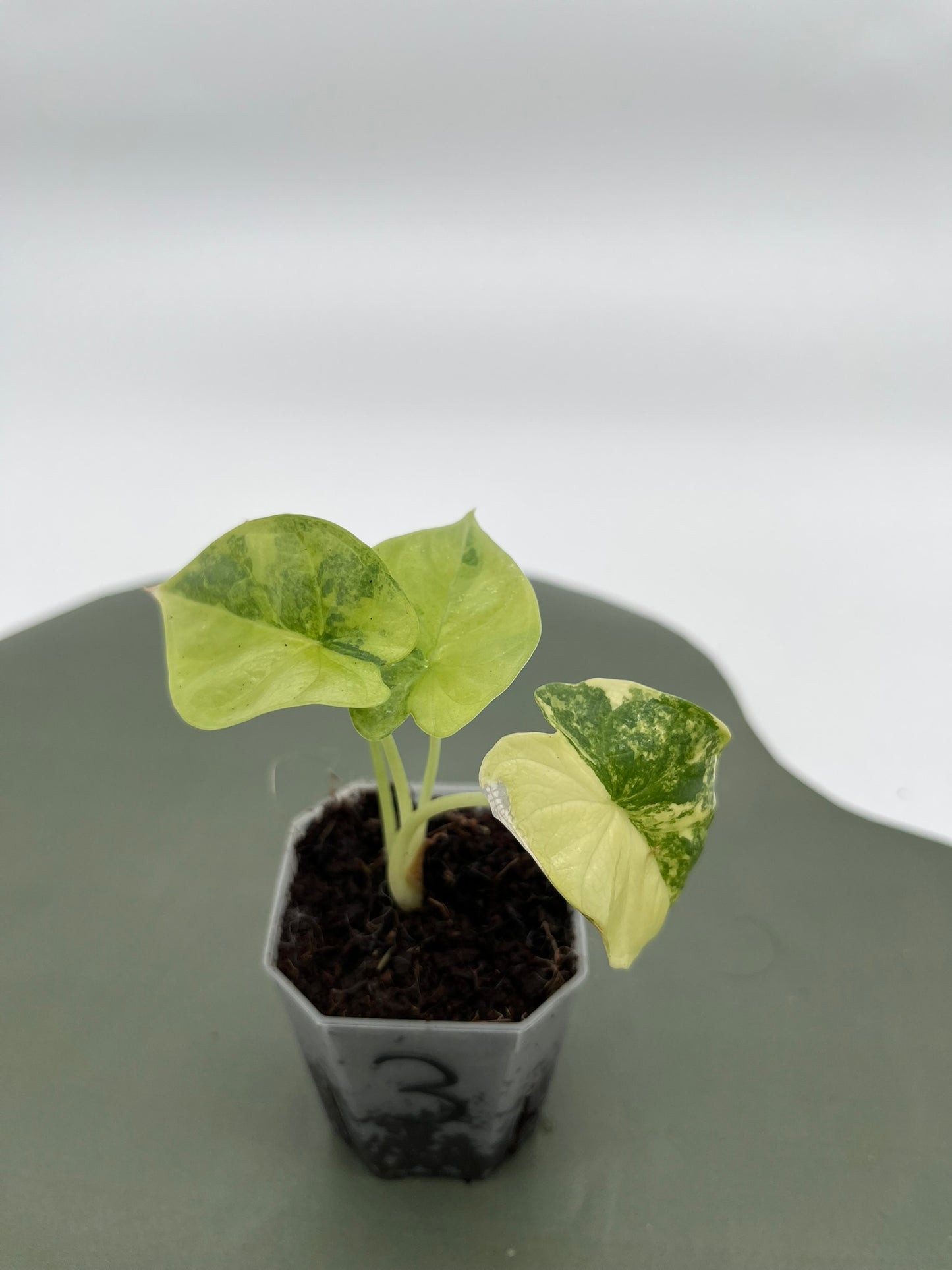Alocasia Silver Dragon Variegata