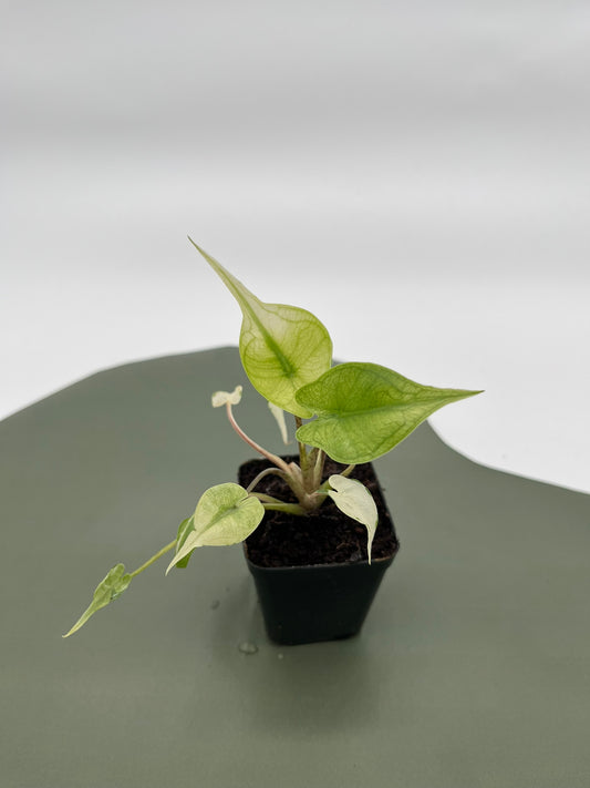Alocasia Stingray Mint Variegata