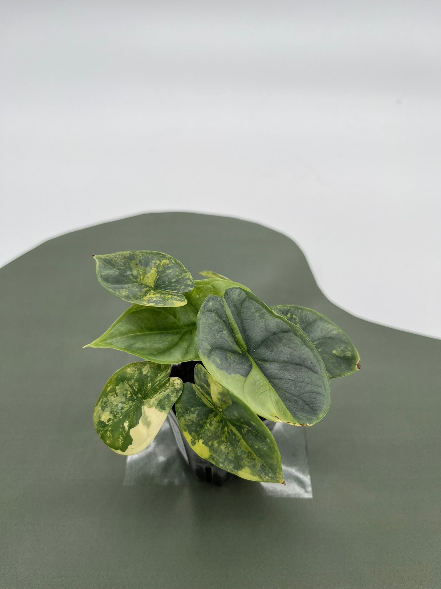 Alocasia Silver Dragon Variegata