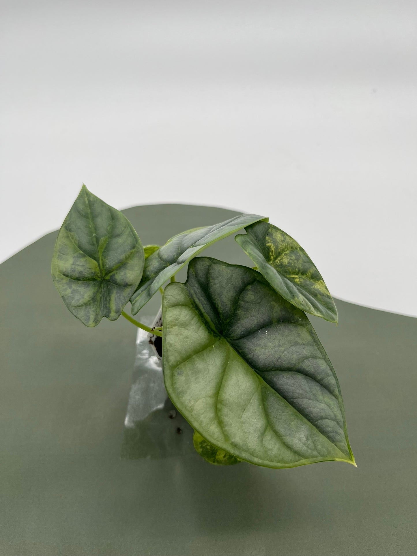Alocasia Silver Dragon Variegata