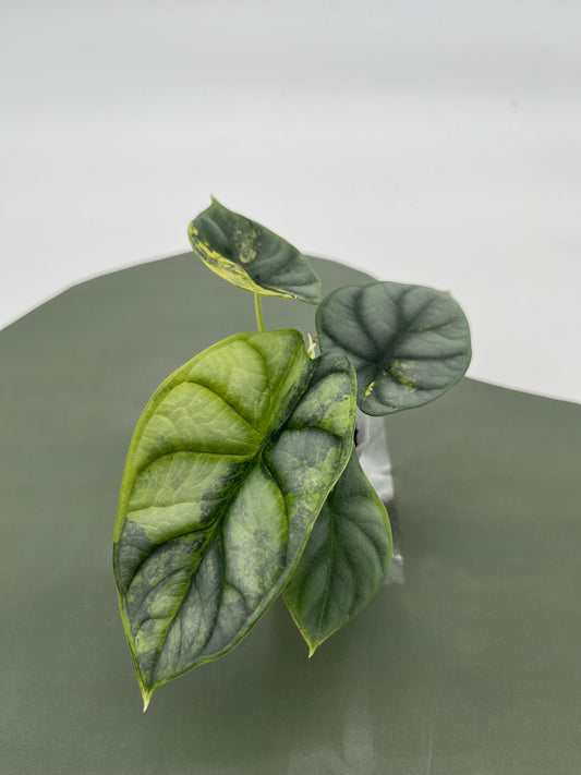 Alocasia Silver Dragon Variegata