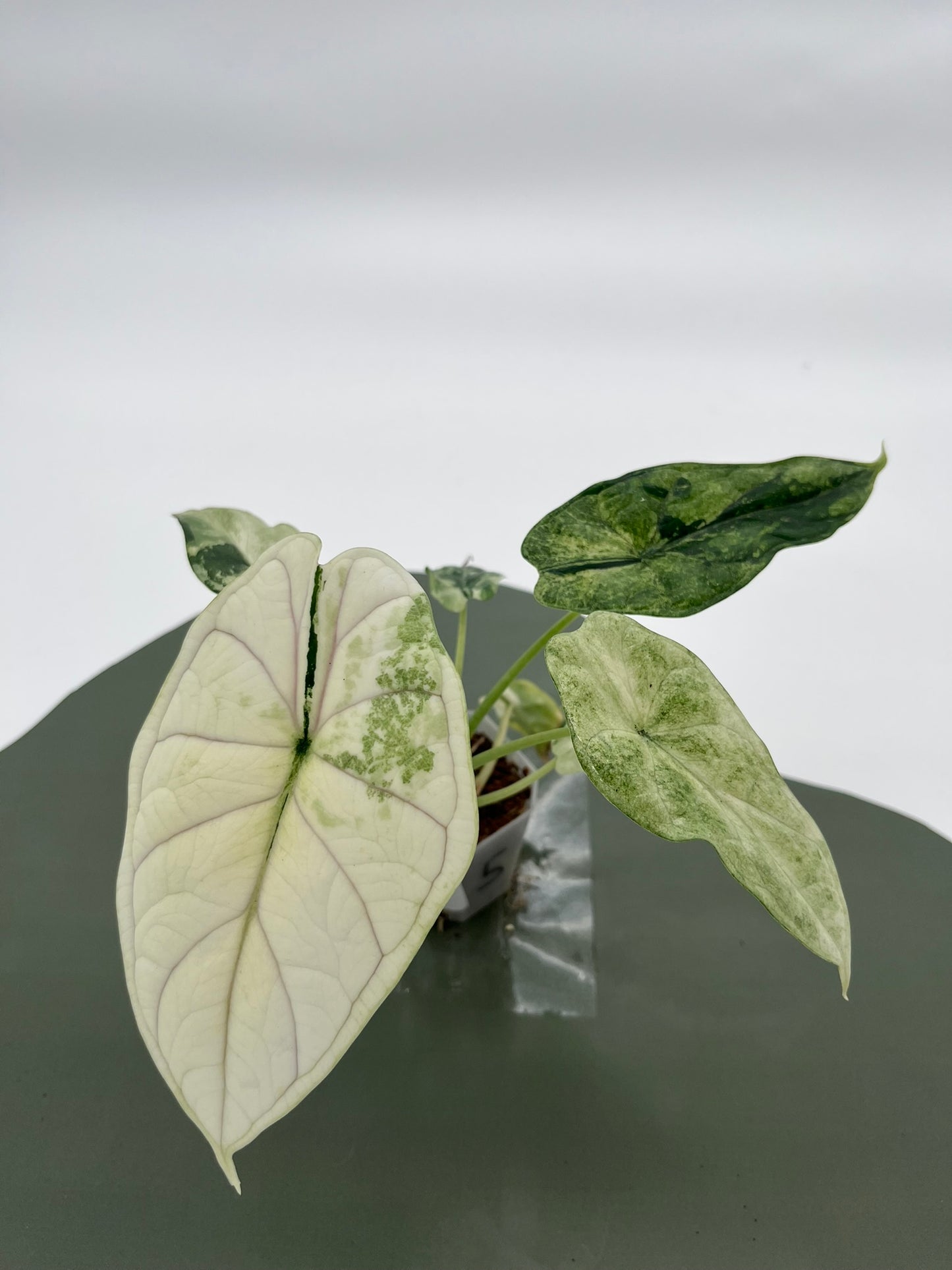 Alocasia Dragon Scale Variegata