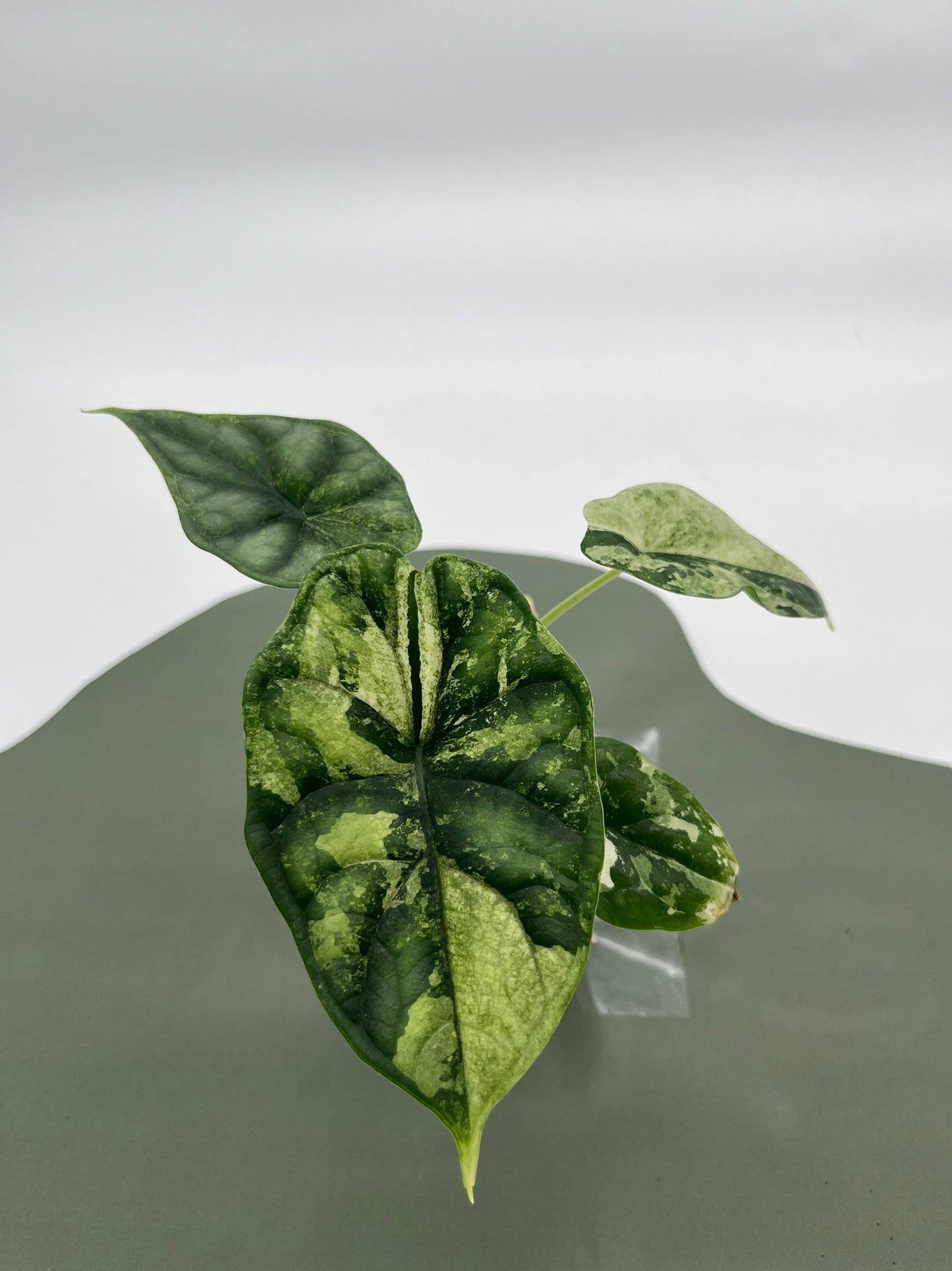 Alocasia Dragon Scale Variegata