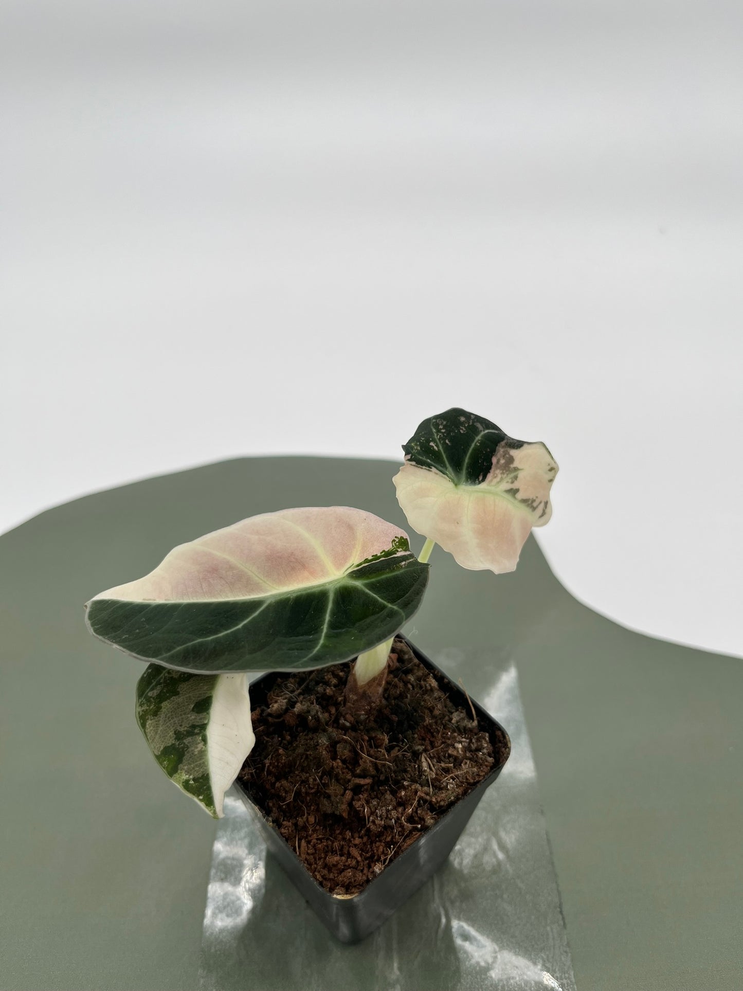 Alocasia Black Velvet Variegata