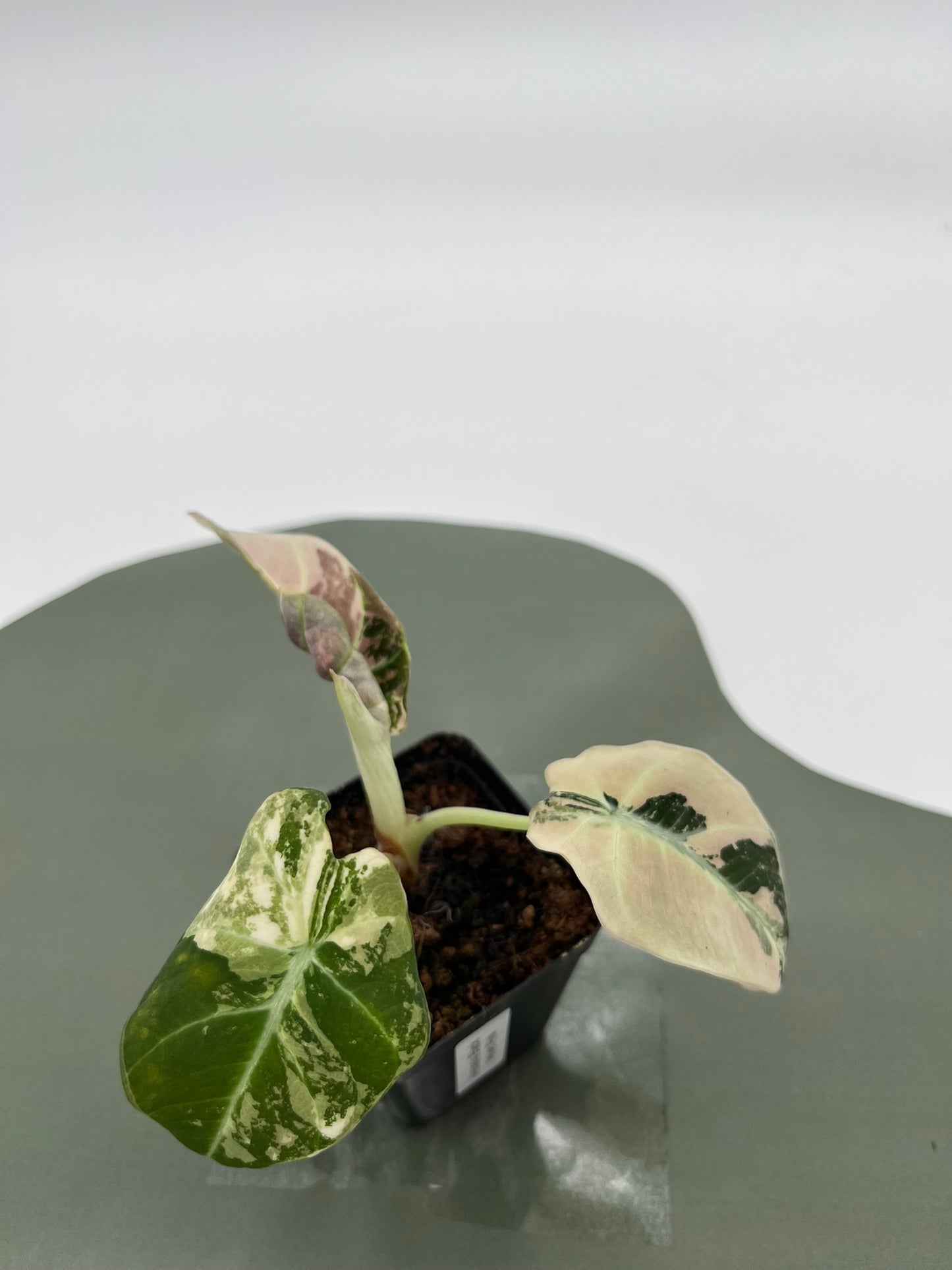 Alocasia Black Velvet Variegata