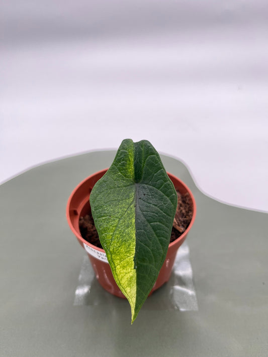 Alocasia Scalprum Variegata