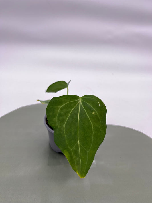 Anthurium Delta Force
